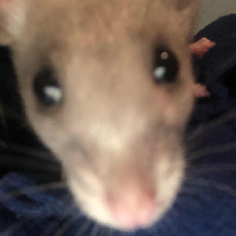 Meet your Posher, Ruby